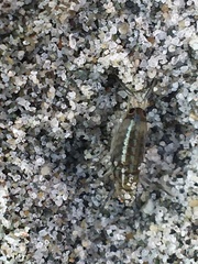 Megalorchestia pugettensis