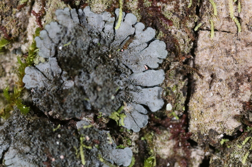 Salted Shell Lichen