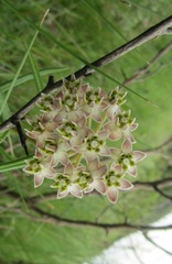 Asclepias multicaulis