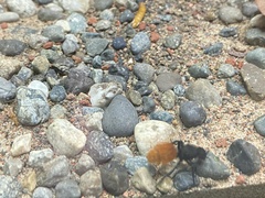 Dasymutilla nogalensis