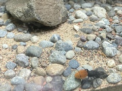 Dasymutilla nogalensis