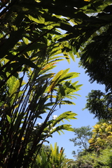 Alpinia boia