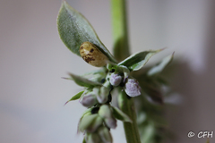 Dioprosopa clavata