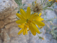 Heterotheca arizonica
