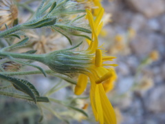 Heterotheca arizonica