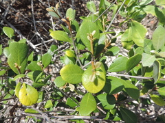 Myrcianthes fragrans