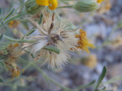 Heterotheca arizonica