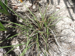 Cyperus ligularis