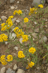 Psilostrophe gnaphalodes