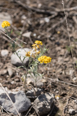 Psilostrophe gnaphalodes