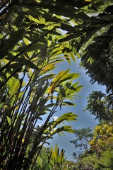 Alpinia boia