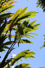 Alpinia boia