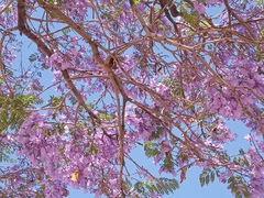 Jacaranda mimosifolia