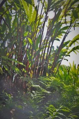 Alpinia boia