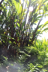 Alpinia boia