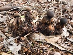 Geastrum fornicatum