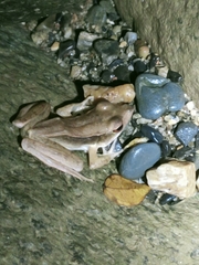 Clinotarsus penelope