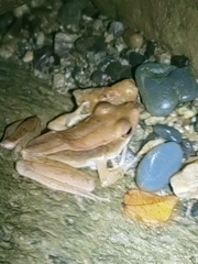 Clinotarsus penelope