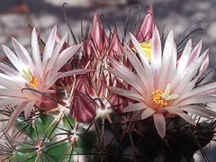 Coryphantha clavata