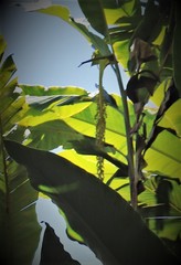 Alpinia boia