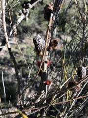Allocasuarina mackliniana