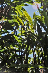 Alpinia boia