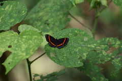 Amarynthis meneria