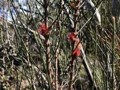 Allocasuarina mackliniana