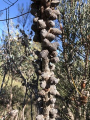 Allocasuarina mackliniana