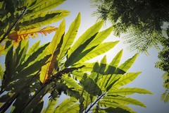 Alpinia boia