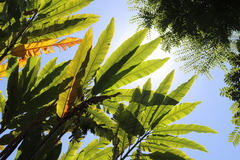 Alpinia boia