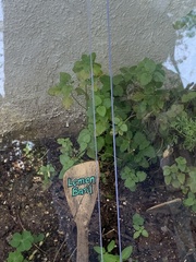 Ocimum × africanum