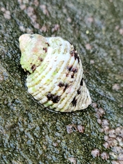 Paciocinebrina circumtexta