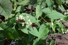Amarynthis meneria