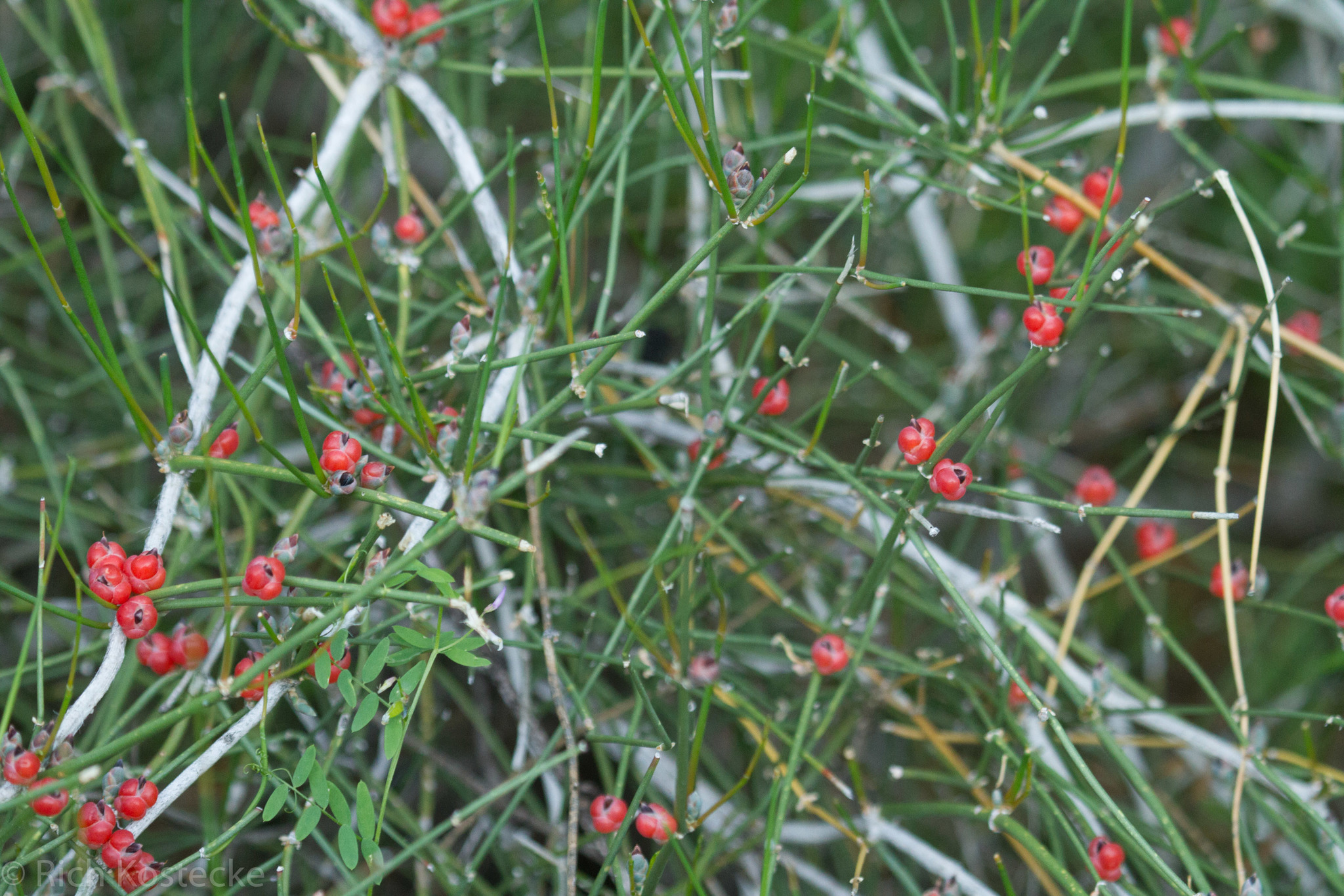 Ephedra antisyphilitica