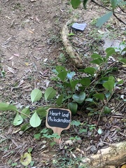 Philodendron cordatum
