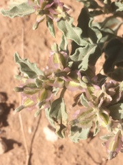 Acleisanthes diffusa