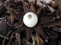 Geastrum saccatum