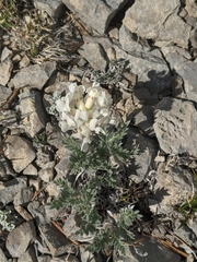 Oxytropis sericea speciosa