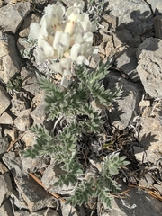 Oxytropis sericea speciosa