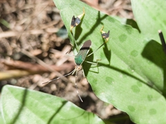 Anisoscelis marginellus