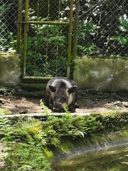 Tapirus