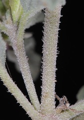 Acleisanthes diffusa