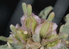 Acleisanthes diffusa