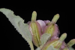 Acleisanthes diffusa