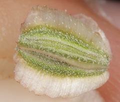 Acleisanthes diffusa