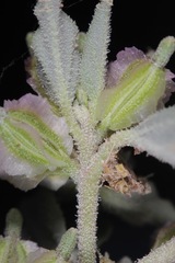 Acleisanthes diffusa