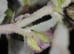 Acleisanthes diffusa