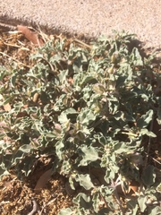 Acleisanthes diffusa