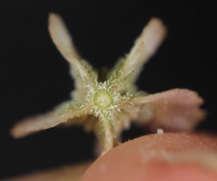 Acleisanthes diffusa